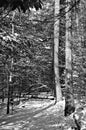 Winter View of the Appalachian Trail Royalty Free Stock Photo